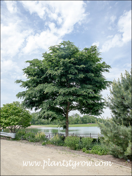 Accolade Elm (Ulmus)